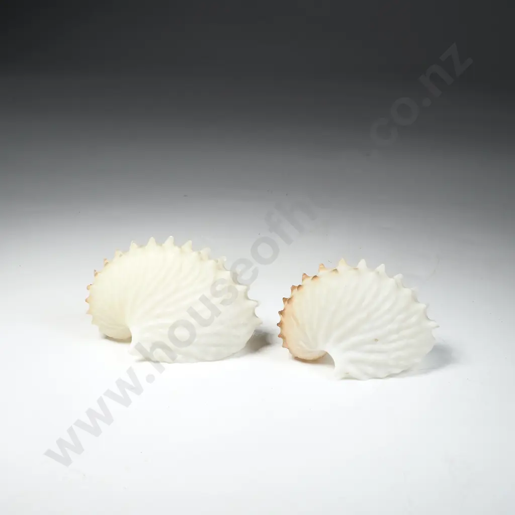 2 x Paper Nautilus Shells Image 1++