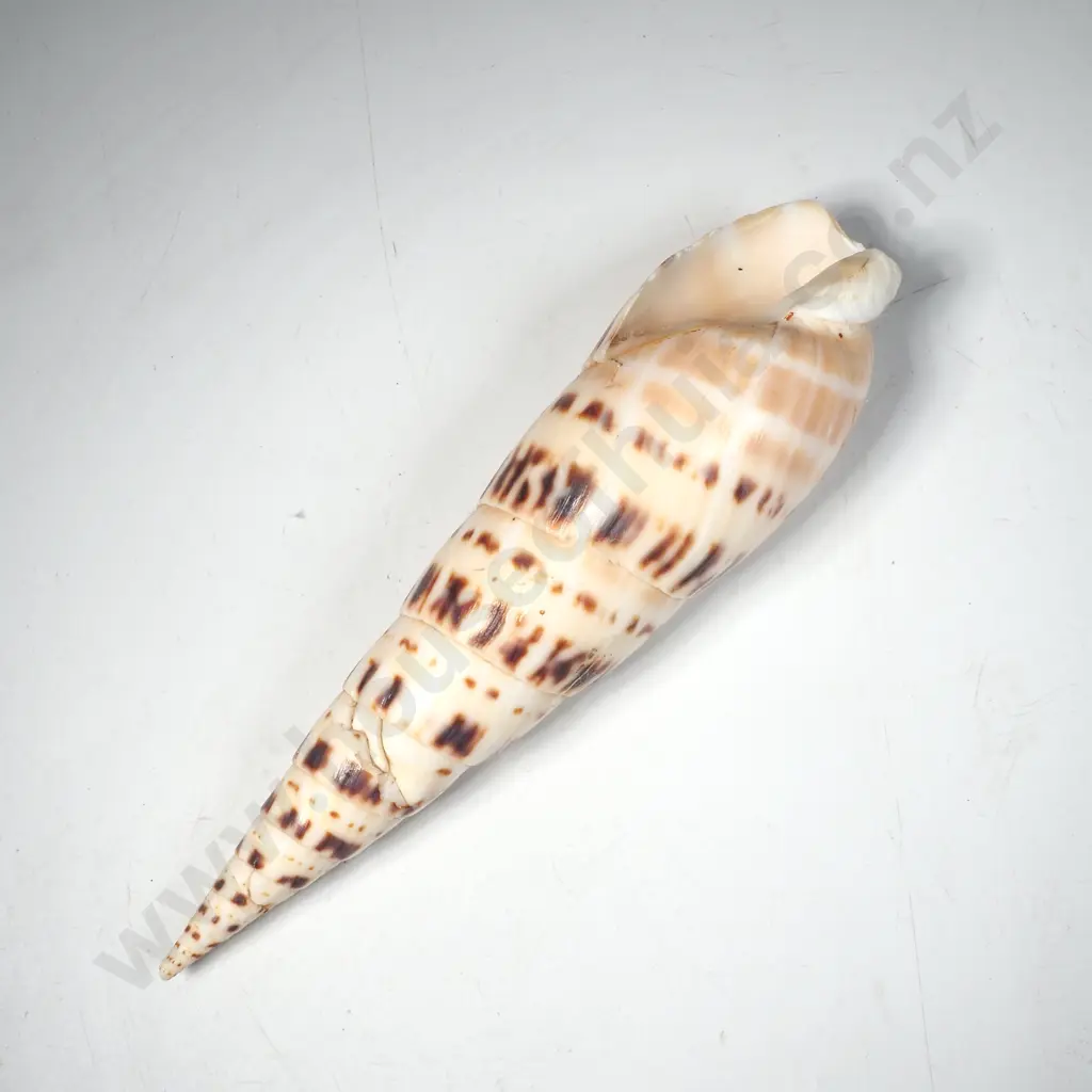 Large Marlin Spike Seashell Image 1++