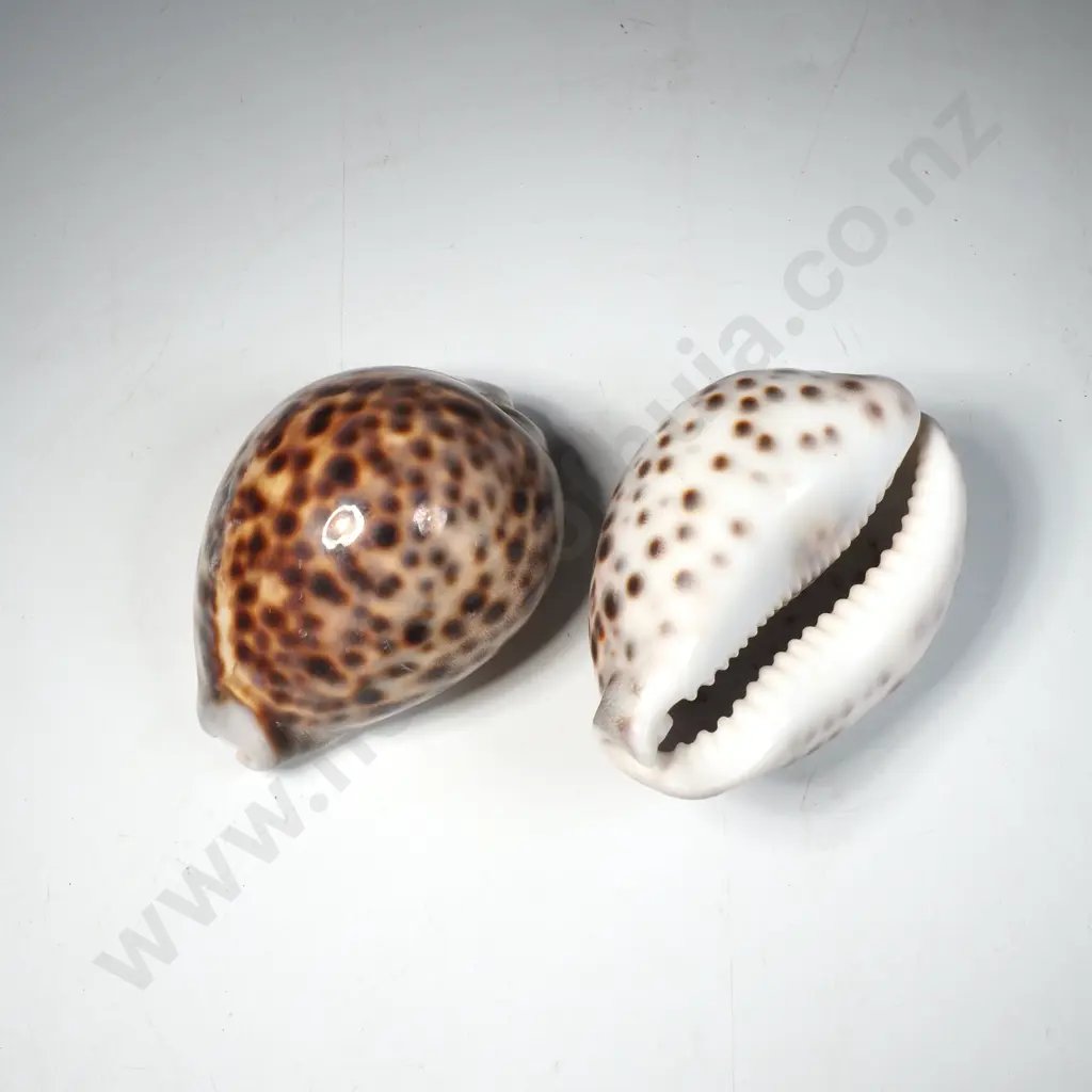 2 x Tiger Cowrie Shells Image 1++