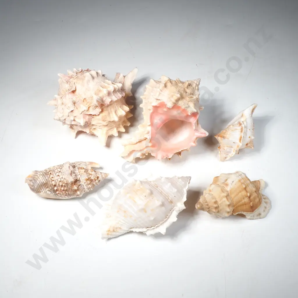 Assorted Shells Including 2 x Rose Murex Sea Shells Image 1++