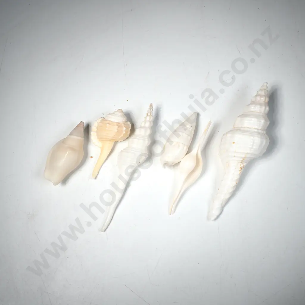 White spindle sea Shells w others Image 1++