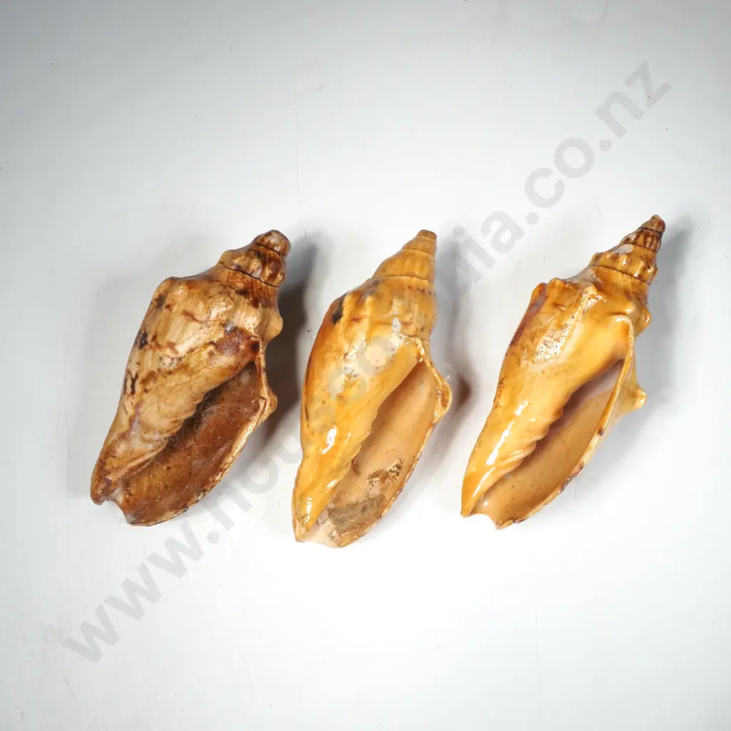 3 x Arabic Volute Seashells Image 1++