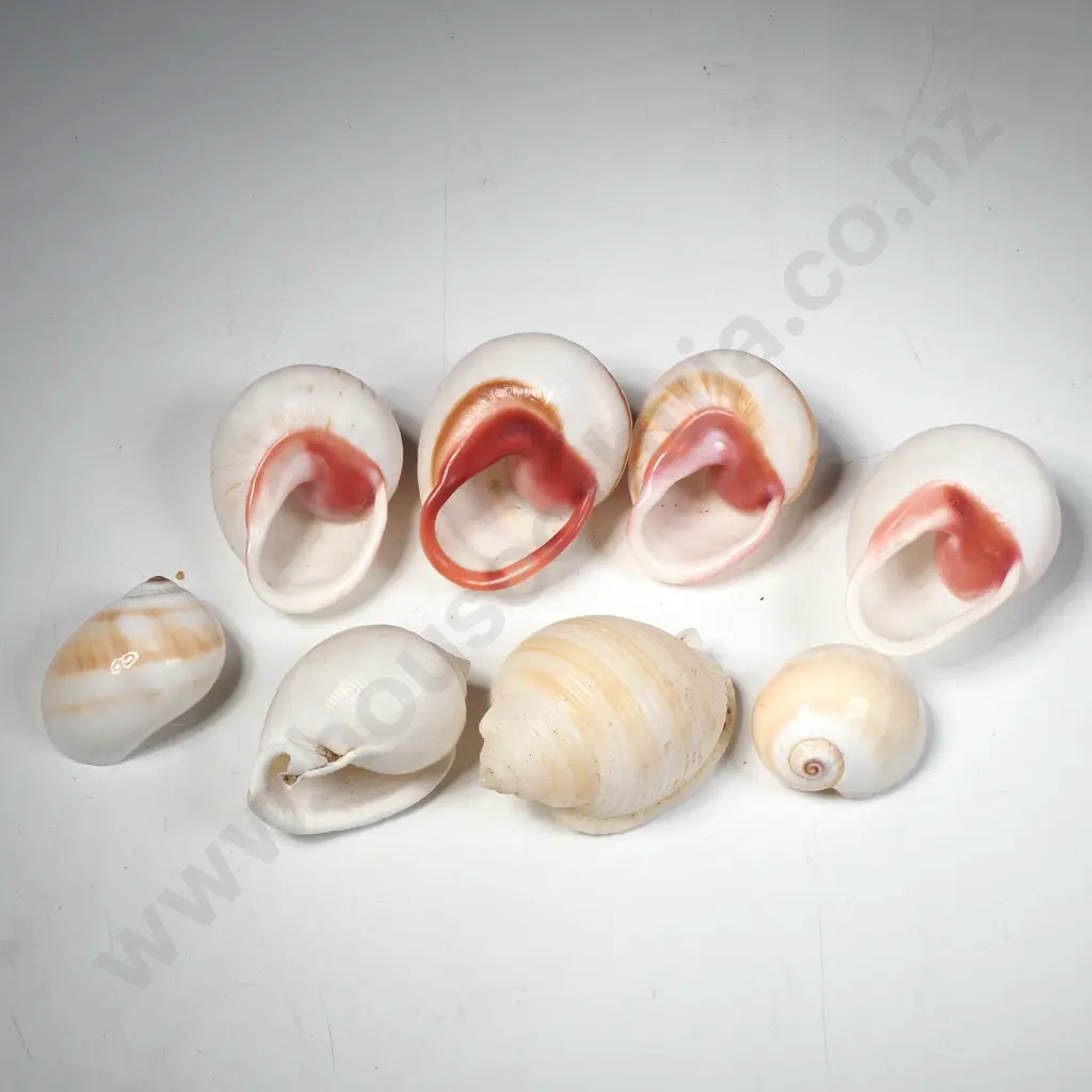 Assorted Moon Sea Shells Image 1++