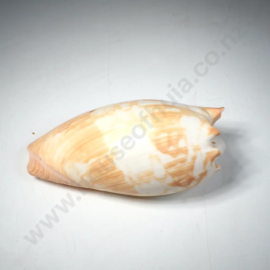 Melo Umbilicatus ' Heavy Baler Shell' Image 1++