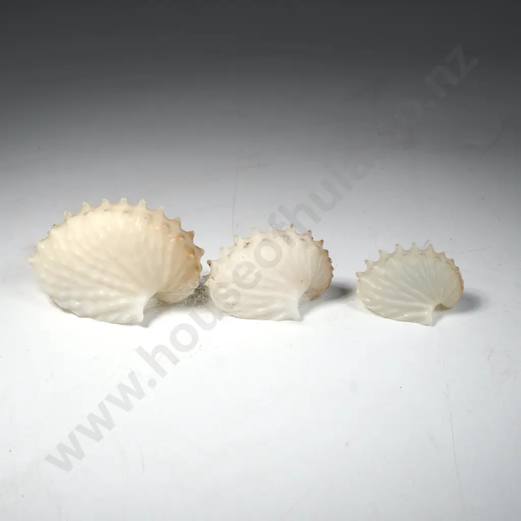 3 x Paper Nautilus Shells Image 1++