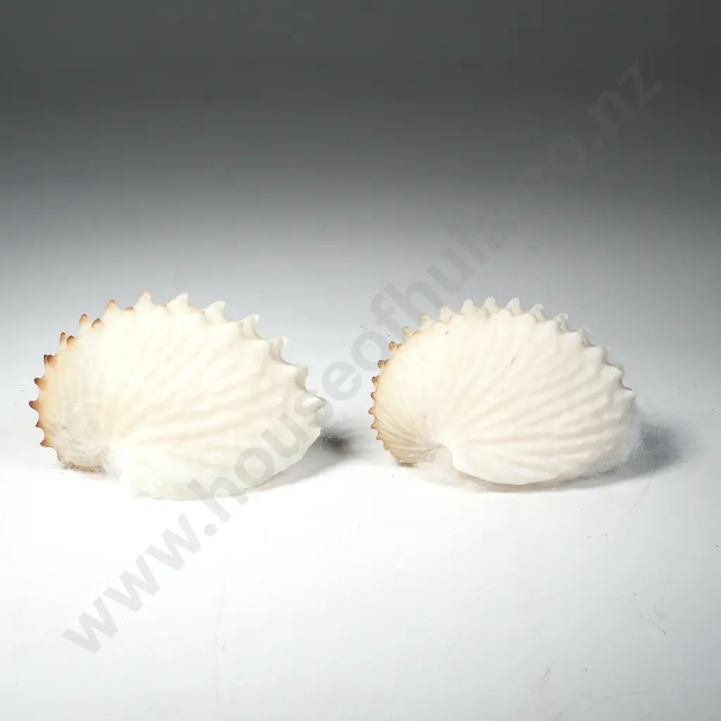 2 x Paper Nautilus Shells Image 1++