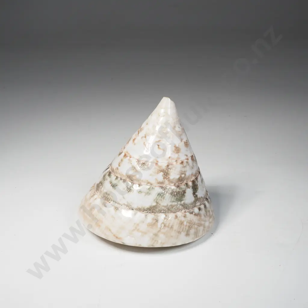Trochus Shell Commonly Known as a Pyramid Top Shell w Alternating Bands of Off White, Green & Brown Image 1++