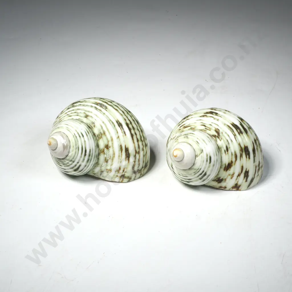 Two Green Turbo Shells or Turban Shells Image 1++