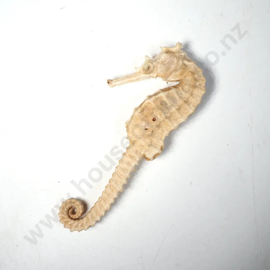Dried Seahorse Specimen Image 1++