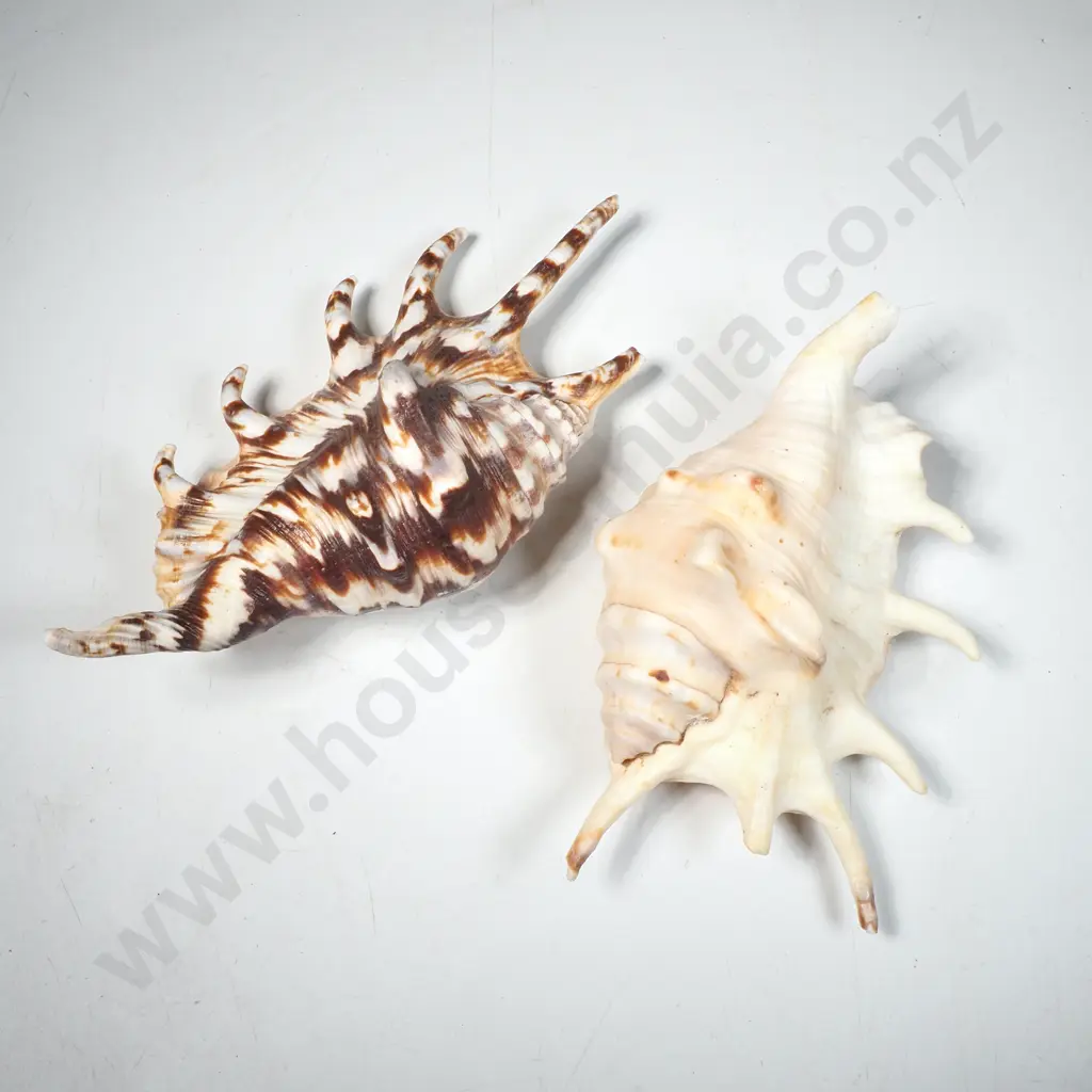 2 x Spider Conch Shells Image 1++