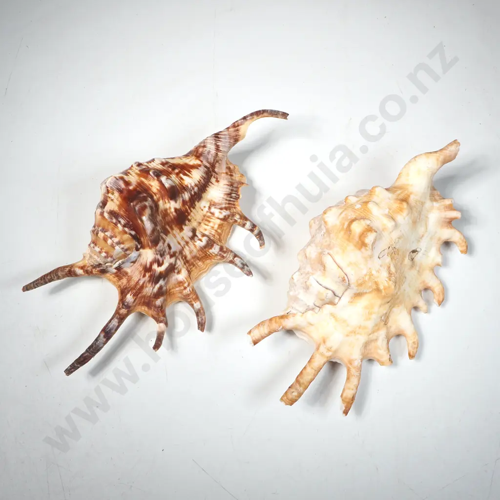 2 x Spider Conch Shells Image 1++