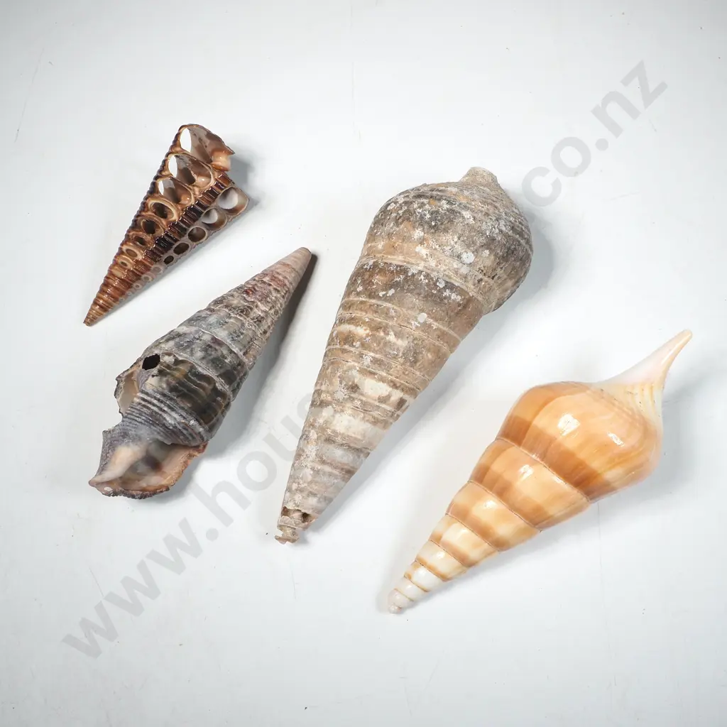 Arabian Tibia Seashell w Others Image 1++