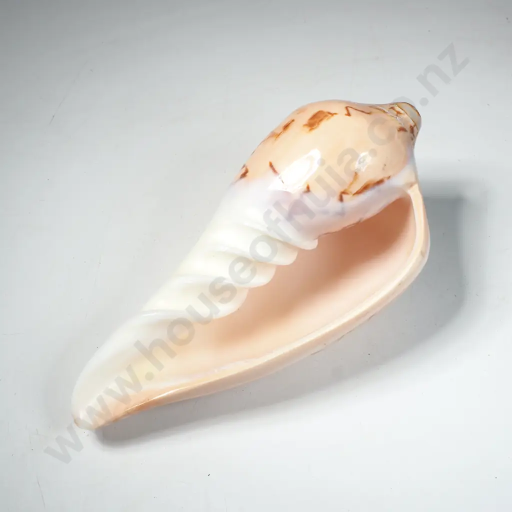 Noble Volute Shell w High Gloss Smooth Exterior w a Conical Spire Image 1++