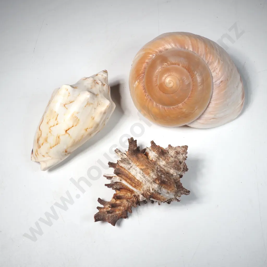 Three Shells - Muffin Shell, Endive Murex & a Bat Murex Image 1++