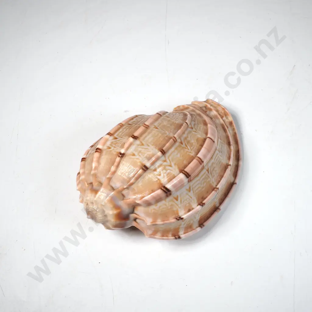 Harpa Davidis Seashell Image 1++