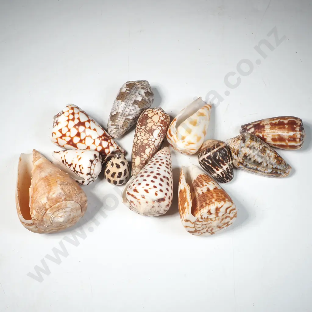 Collection of Cone Shells w Various Patterns Image 1++