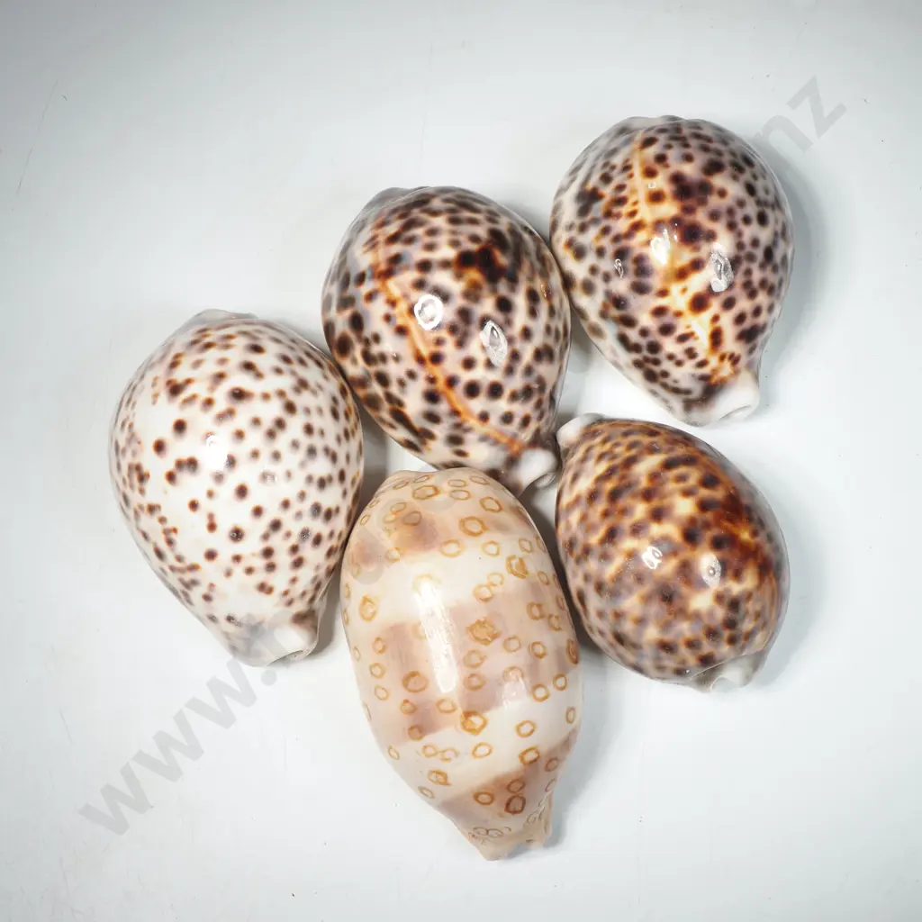 Five Cowrie Shells Image 1++