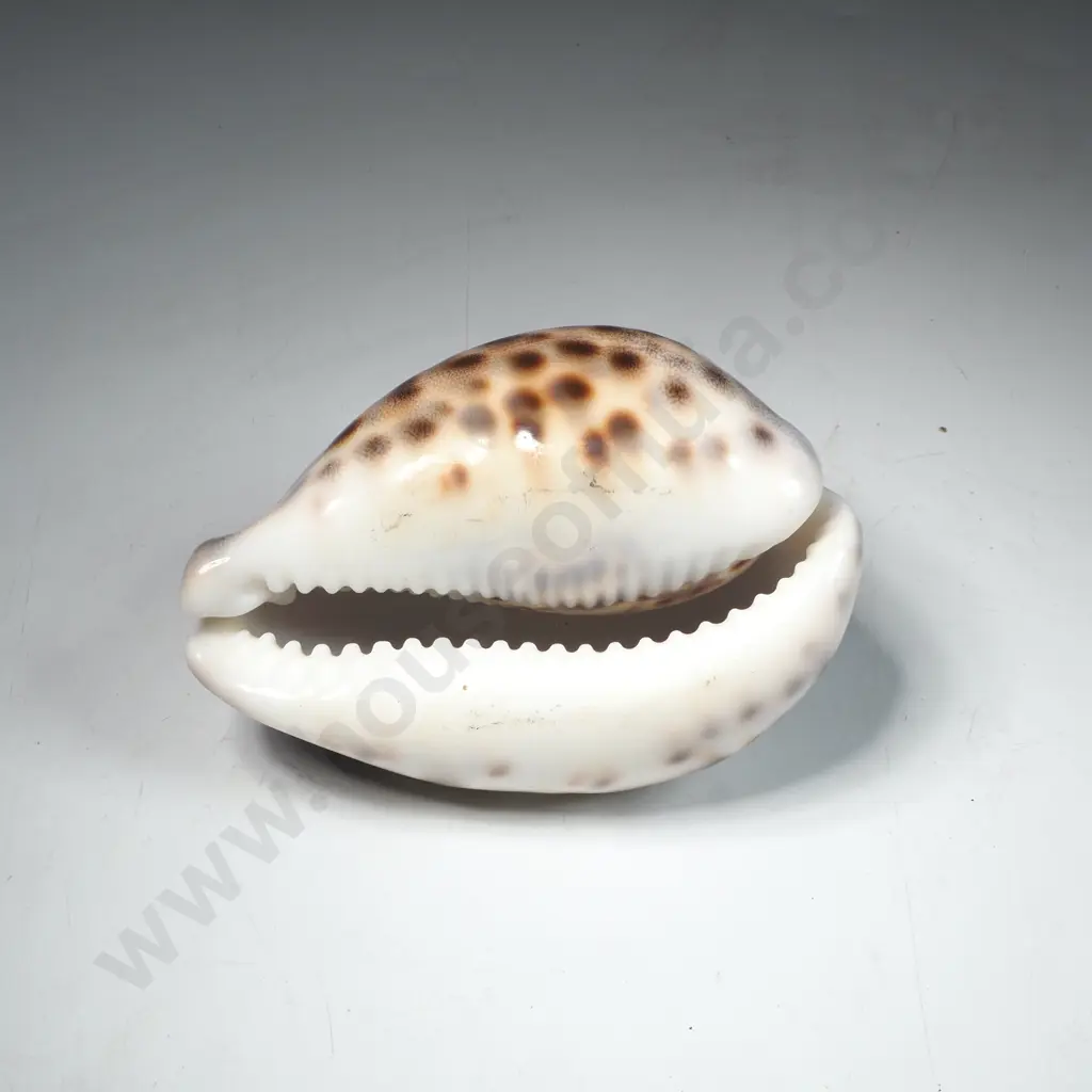 Large Tiger Cowrie Shell Image 1++