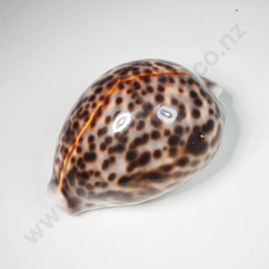 Large Tiger Cowrie Shell Image 1++