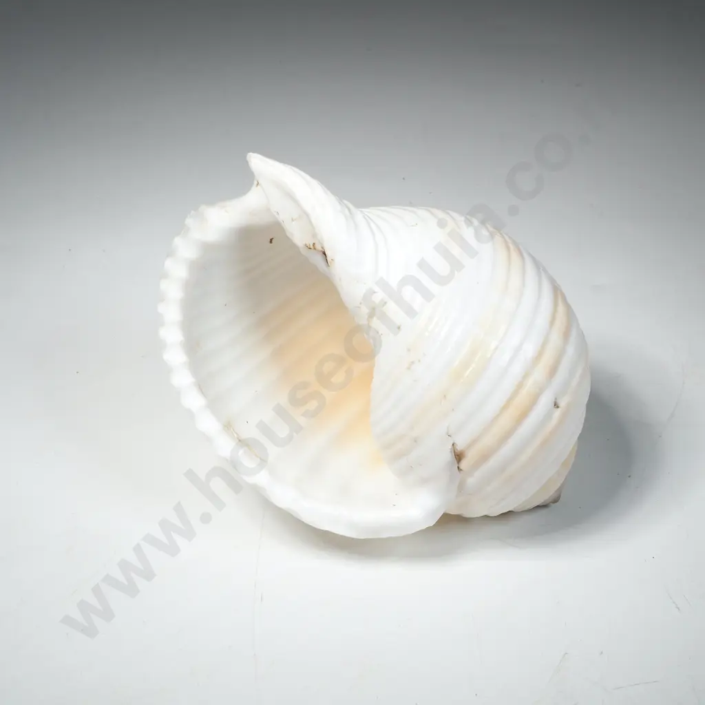Large Tonna Tetracotula Shell or Ton Shell w Globe Like Shape & Spiral Ribs Image 1++