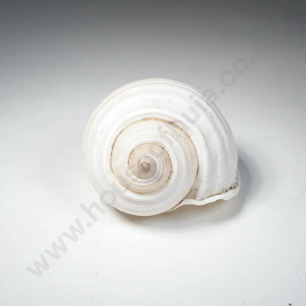 Large Tonna Tetracotula Shell or Ton Shell w Globe Like Shape & Spiral Ribs Image 1++