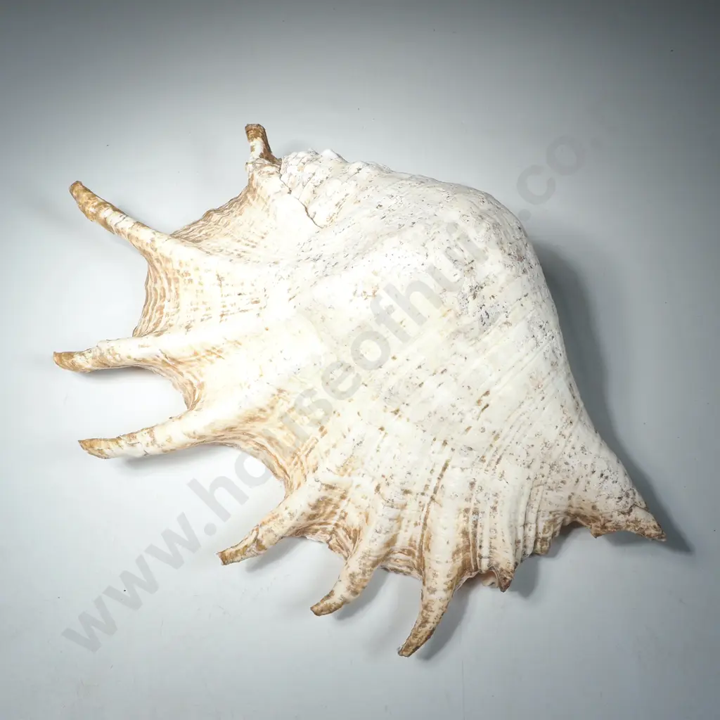 Giant Spider Conch Shell  (Lambis Truncata) Image 1++