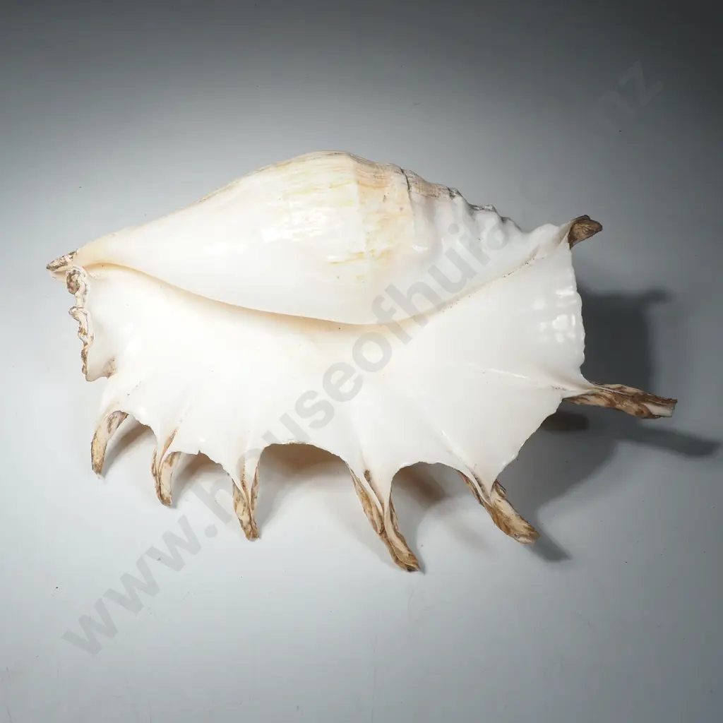 Giant Spider Conch Shell  (Lambis Truncata) Image 1++