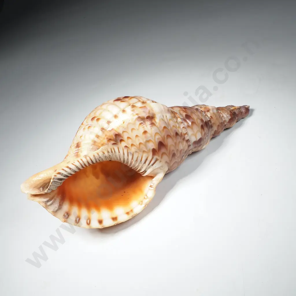 Seashell Charonia Tritonis, Commonly Known as a Triton's Trumpet Image 1++