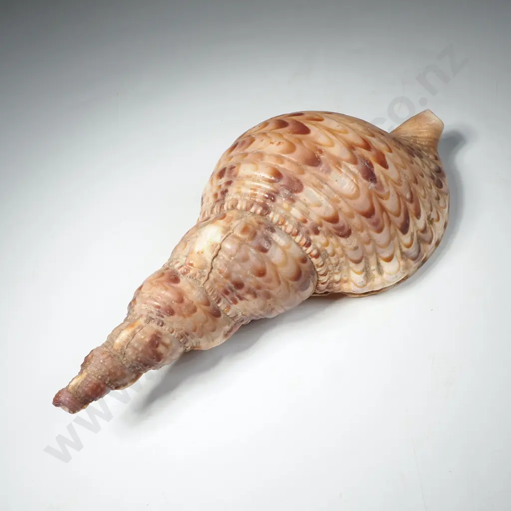 Seashell Charonia Tritonis, Commonly Known as a Triton's Trumpet Image 1++