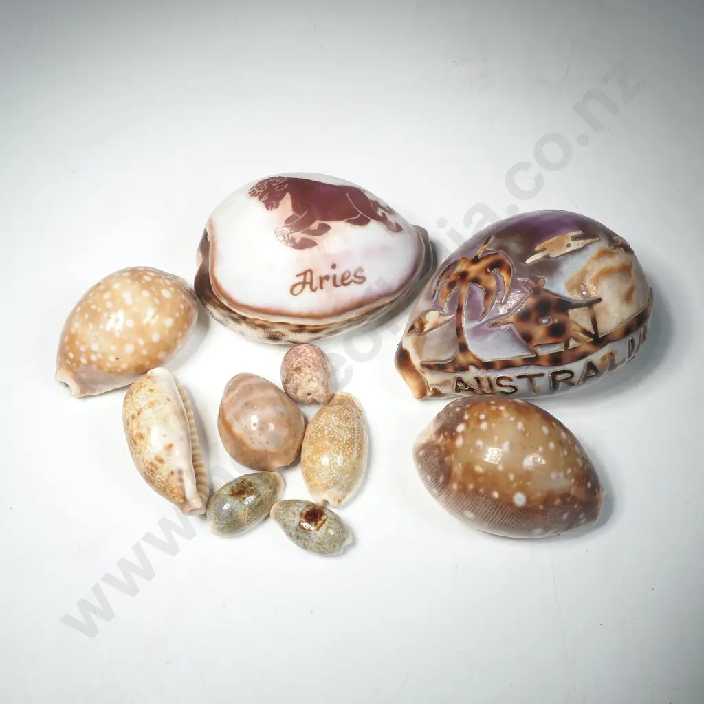 Two Carved Cowrie Shells ' Aries' & 'Australia' & Some Smaller Examples Image 1++