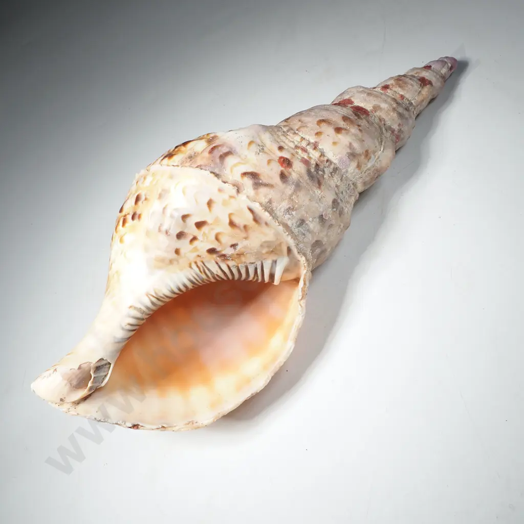 Giant Triton Seashell Or Charonia Tritonis Image 1++