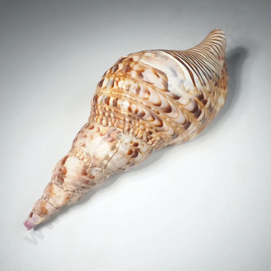 Giant Triton Seashell Or Charonia Tritonis Image 1++