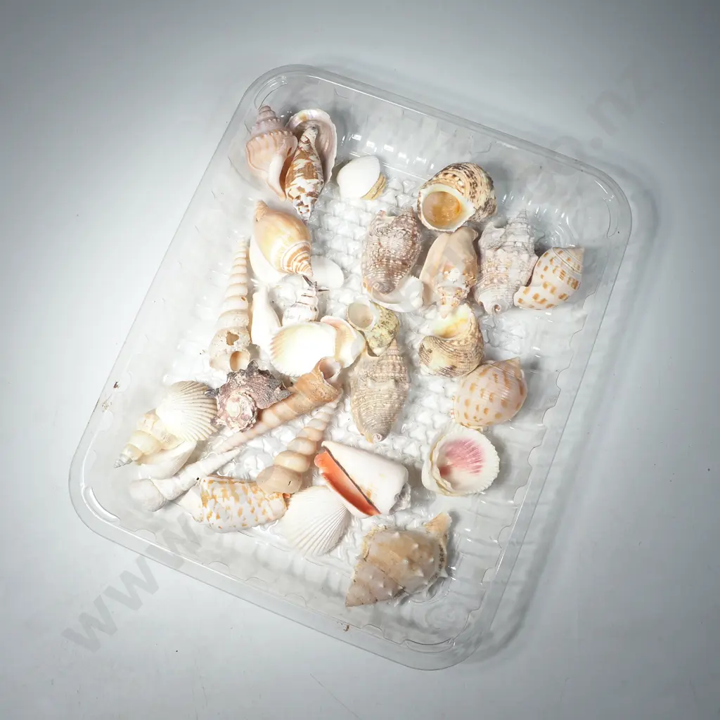 Collection of Mixed Natural Seashells Including Turban, Volute, Tun Murex (Rock Shells). Cone, Screw/Auger & Bivalves Image 1++