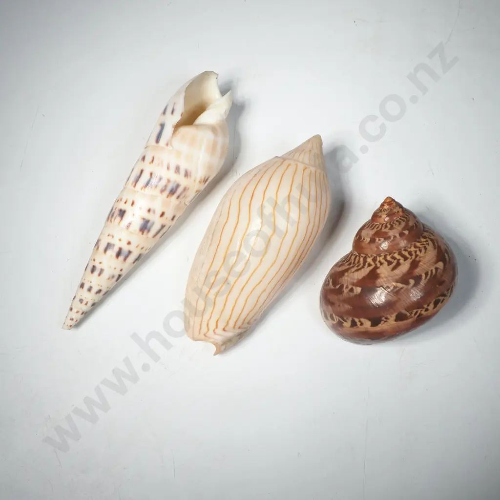 Three Seashells - Volute Shell (Striped), Tapestry Turbo Shell (Turban Shaped) & Auger Shell (Spiral Shaped) Image 1++