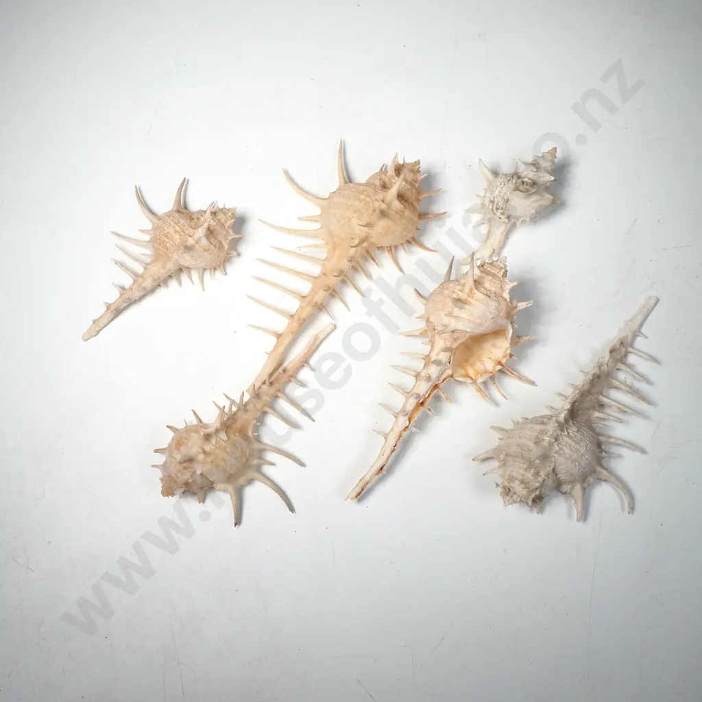 Collection of Venus Comb Murex Shells w Numerous Spines Image 1++