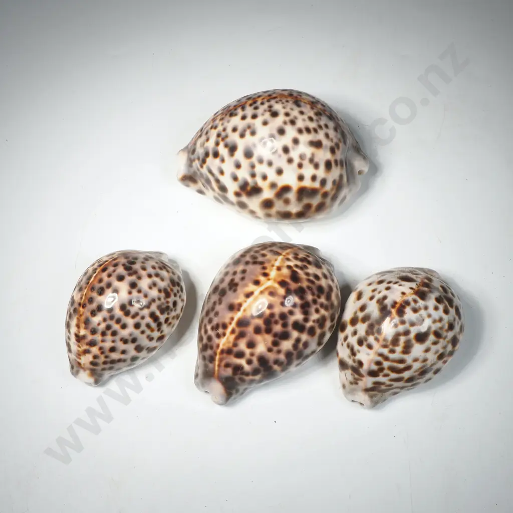 Four Tiger Cowrie Shells Image 1++