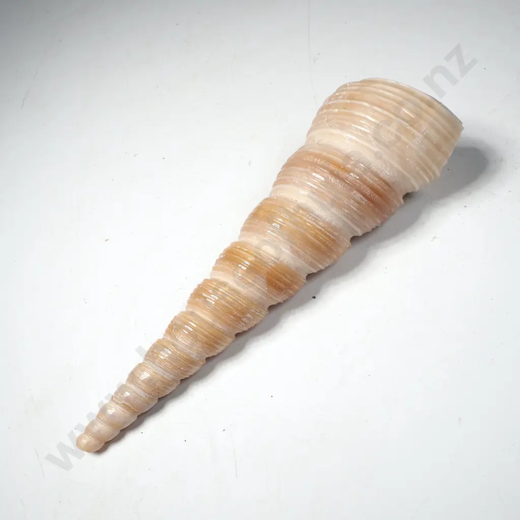 Turritella Terebra Shell, Commonly Known as a Screw Shell or Auger Shell Image 1++