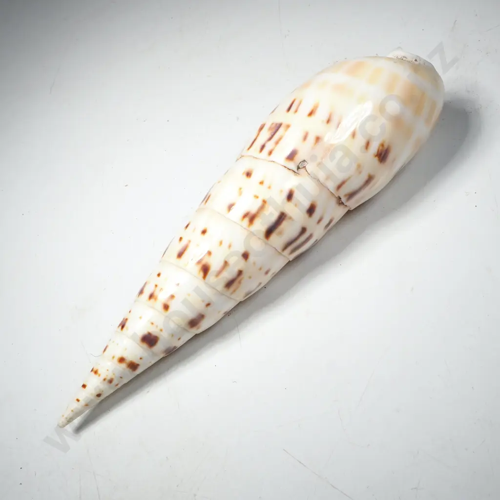 Terebra Maculata Shell Commonly Known as the Marlinspike Auger Image 1++