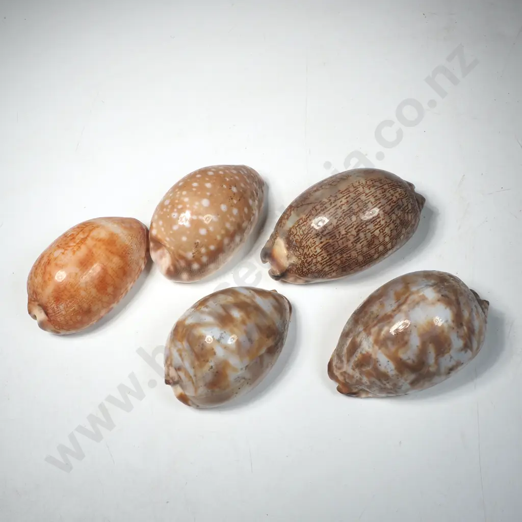 Five Various Cowrie Shells including the Map Cowrie& the Calf Cowrie Image 1++
