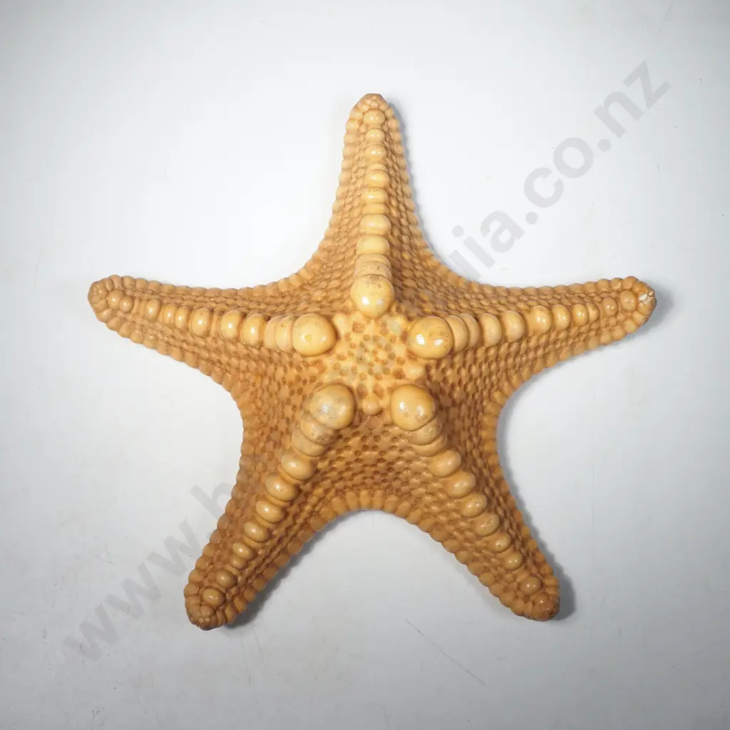 Dried Specimen of a Starfish,Possibly Diplodontias Dilatatus Image 1++