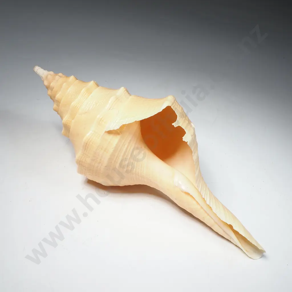 Australian Trumpet shell ("Syrinx Aruanus") Image 1++