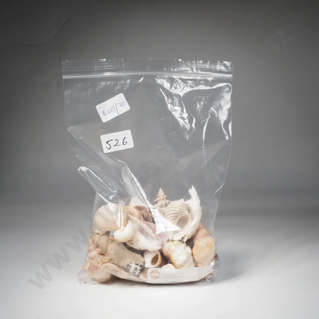 Collection of Various Seashells Image 1++