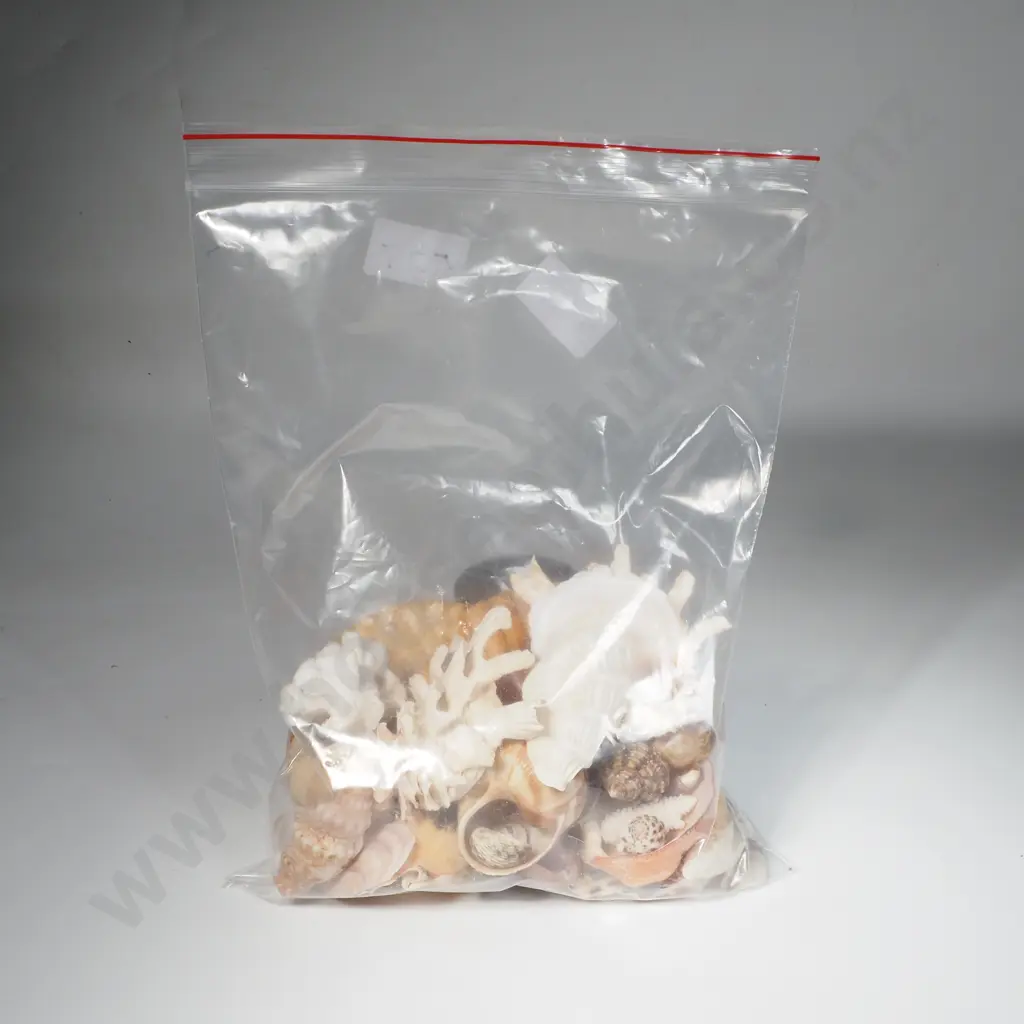 Collection of Various Seashells Image 1++
