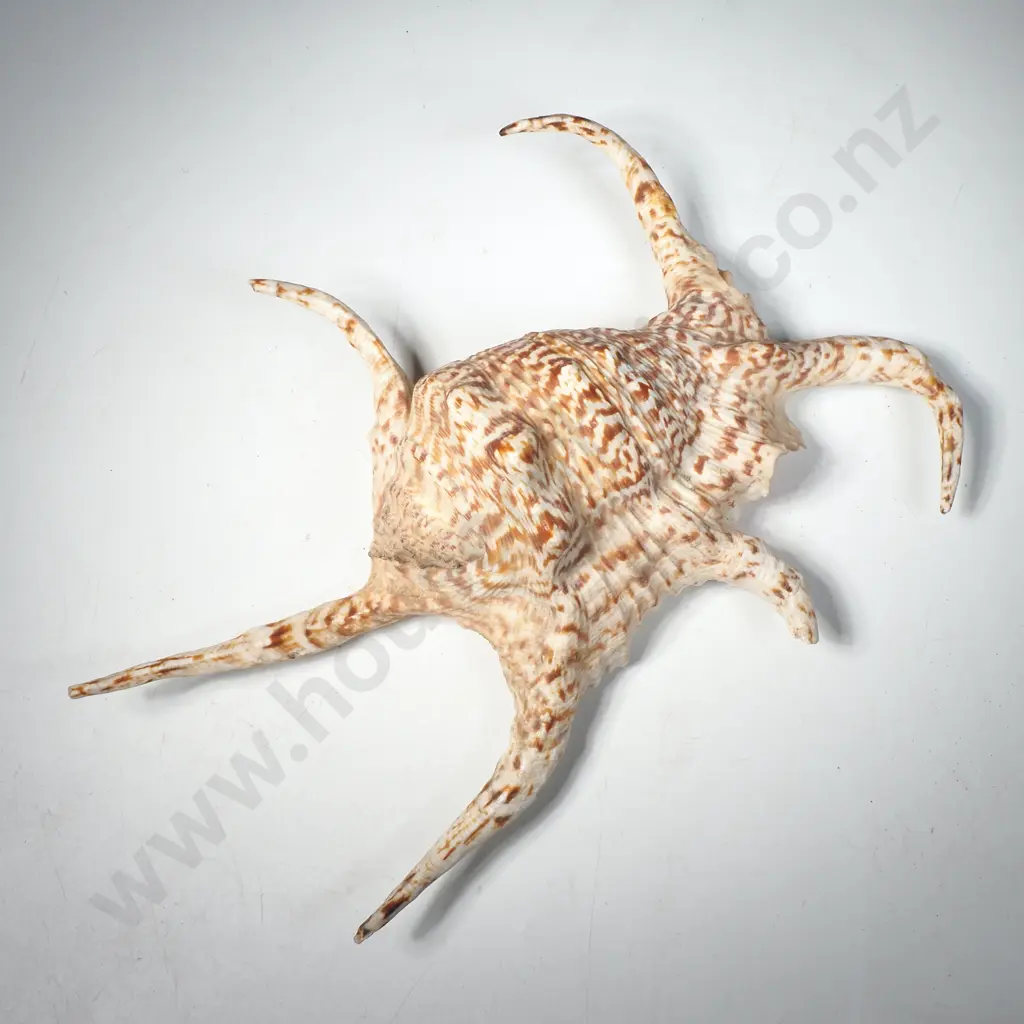 Chiragra Spider Conch Shell Image 1++