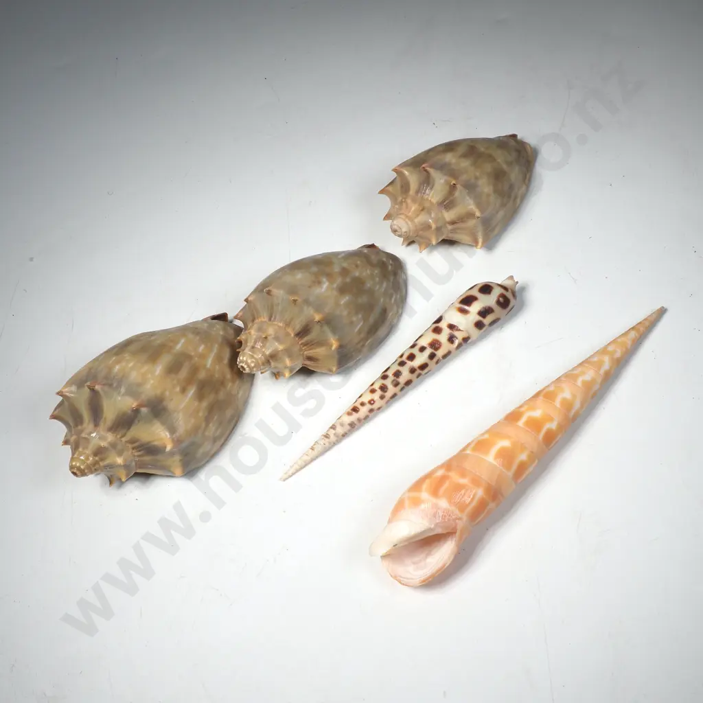 Three Cymbolia Nivosa or Snowy Volute Shells & Two Auger Shells Image 1++