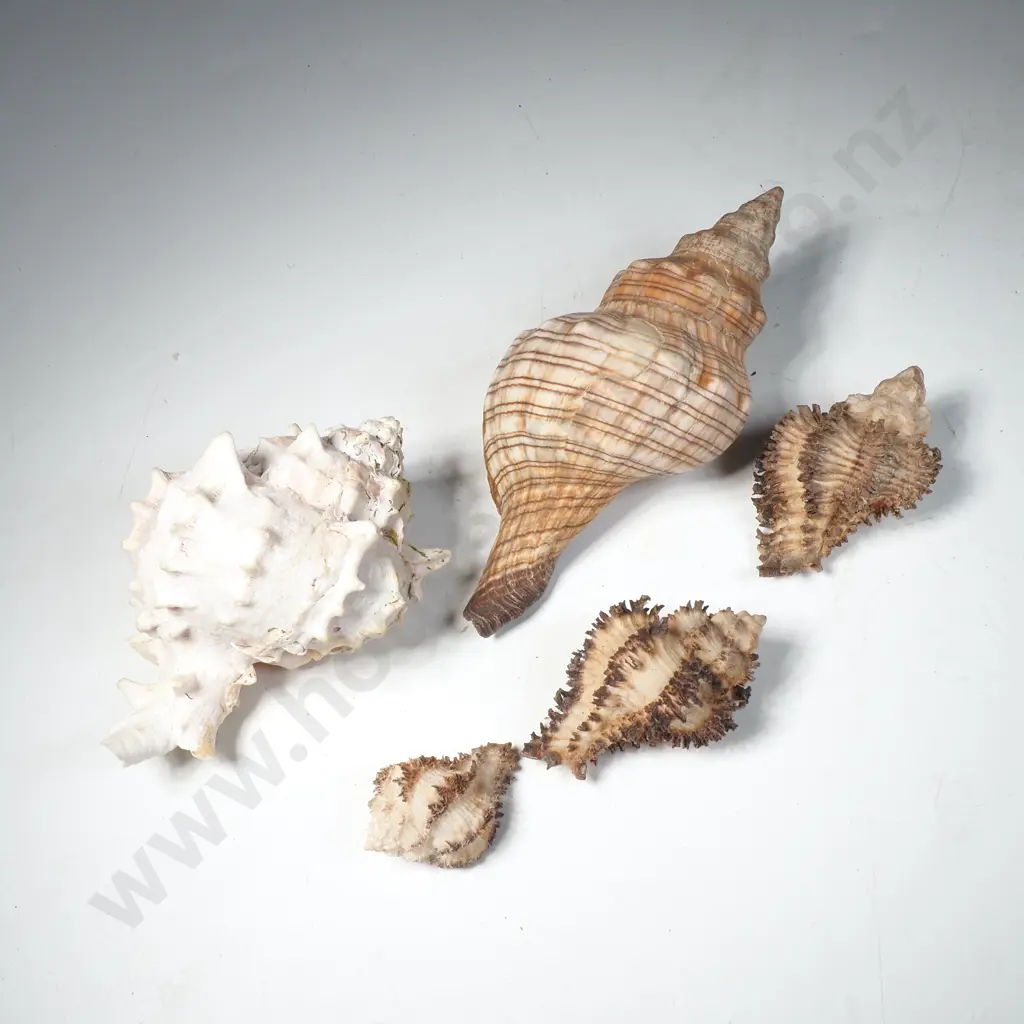 Striped Horse Conch, Two Stainforth's Murex Shells & a Pink Mouth Murex Image 1++