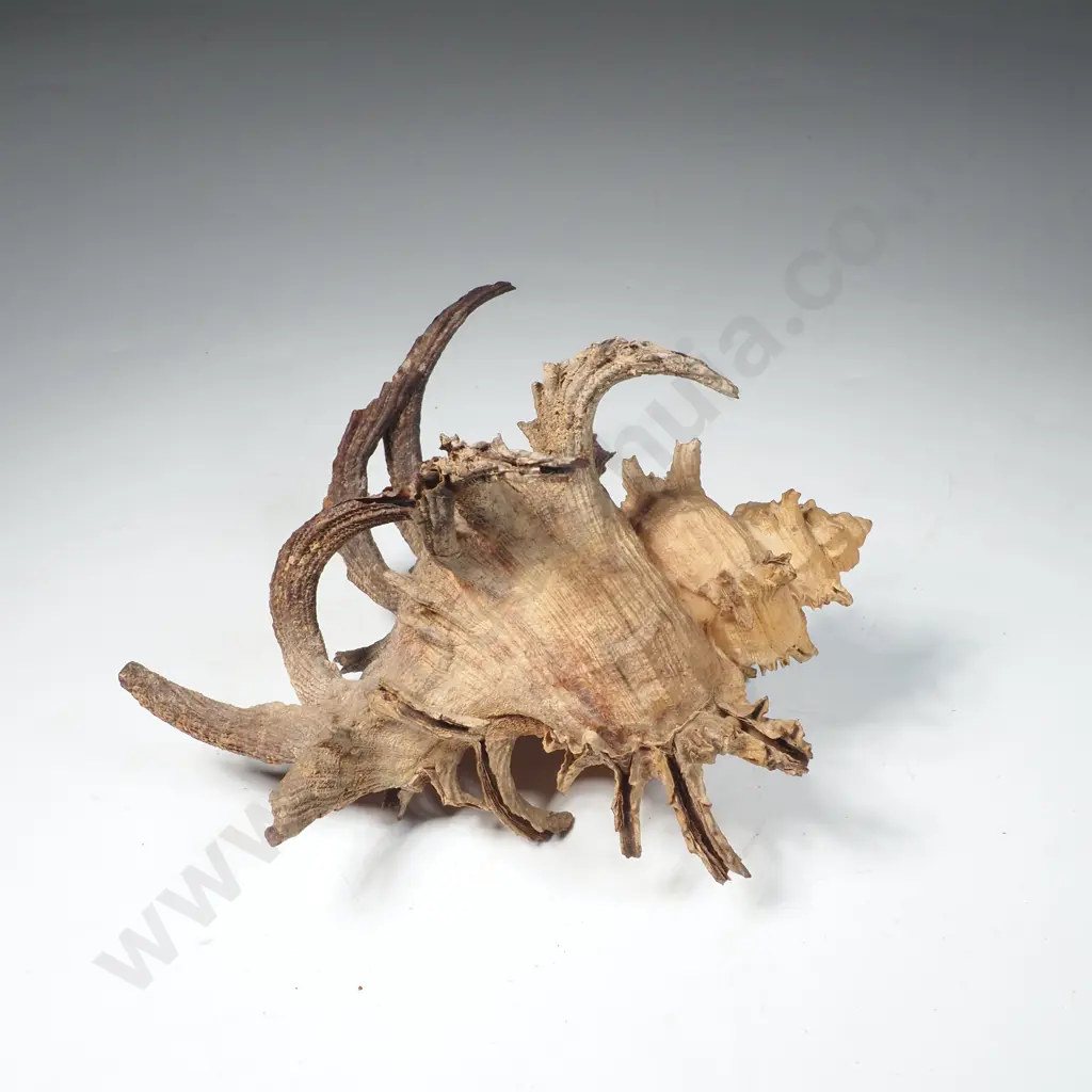 Shell from the Muricidae Family  w Heavy Spined Structure Image 1++