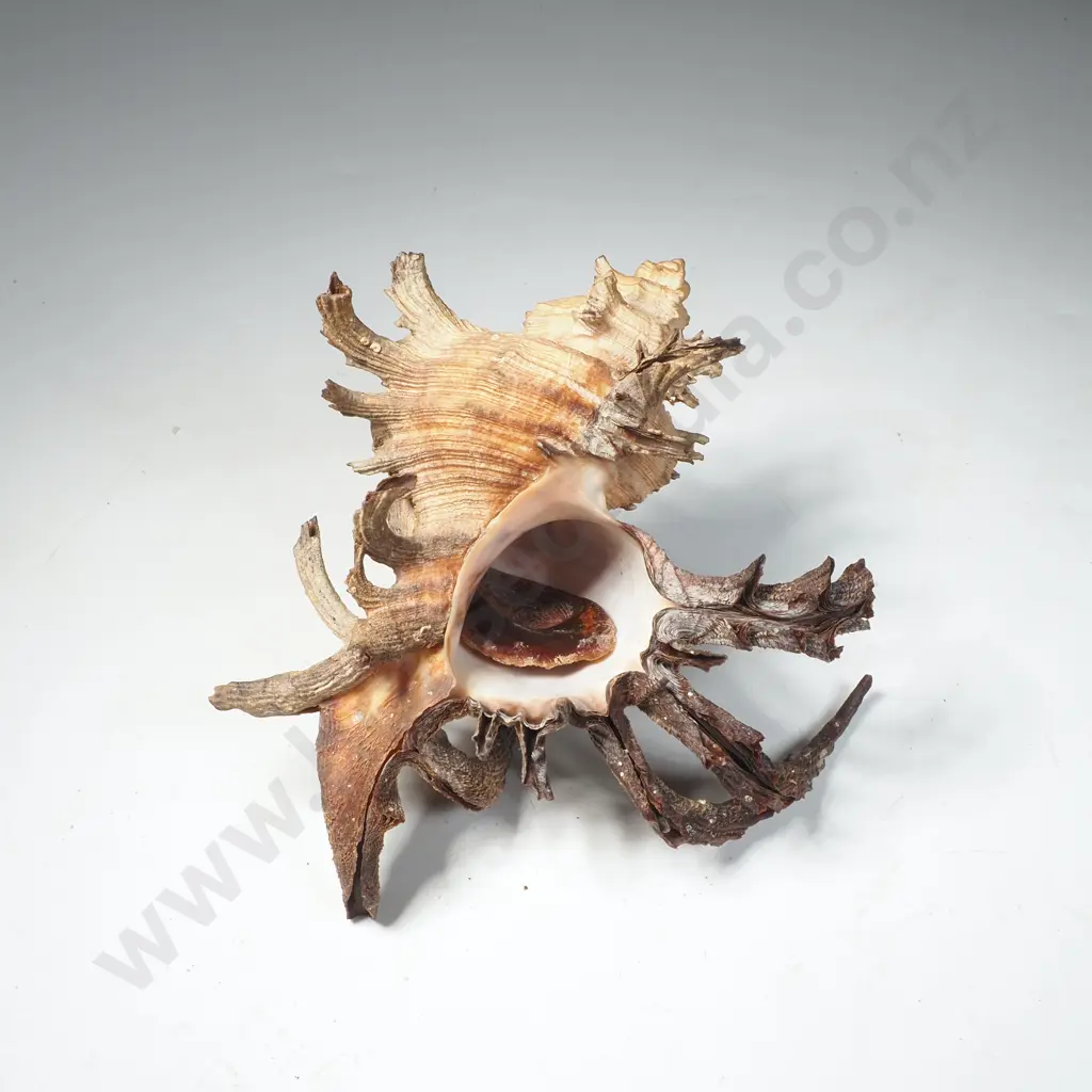 Shell from the Muricidae Family  w Heavy Spined Structure Image 1++