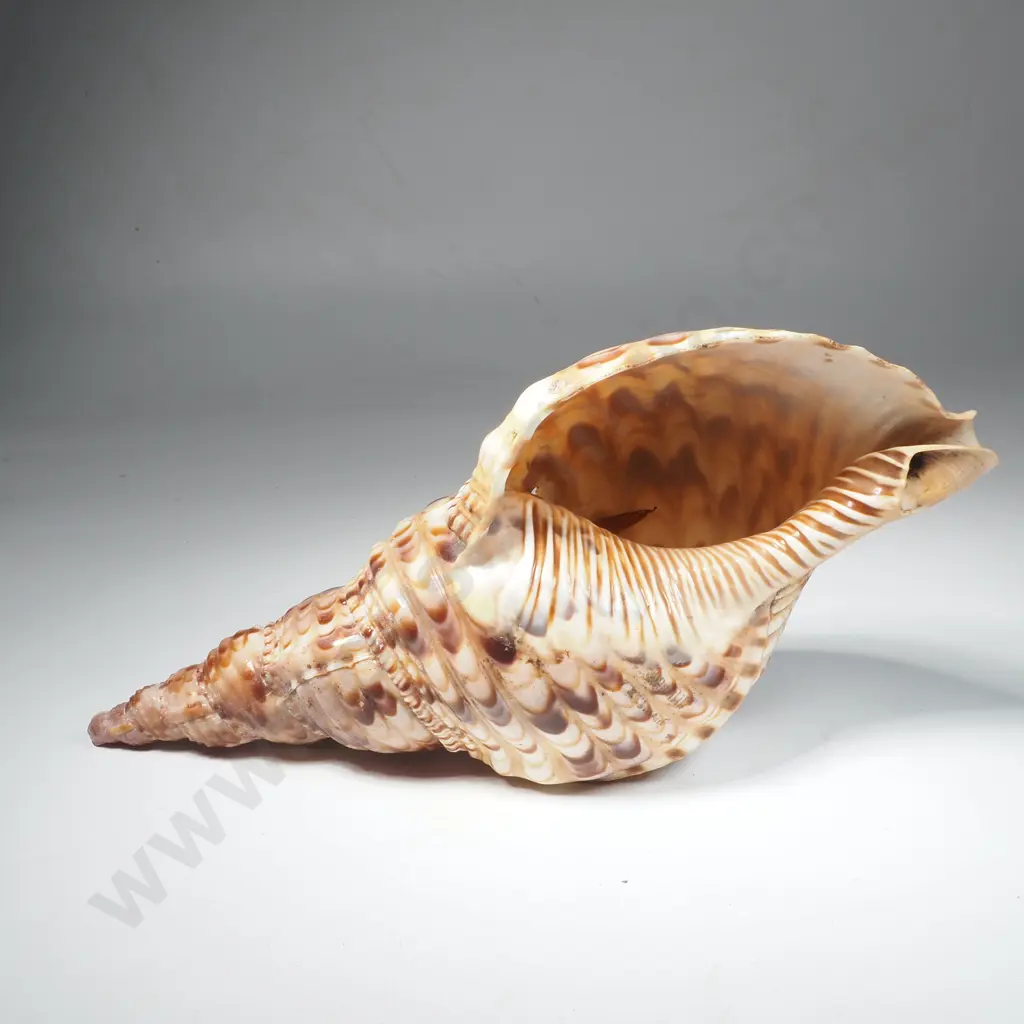 Seashell Charonia Tritonis, Commonly Known as a Triton's Trumpet Image 1++