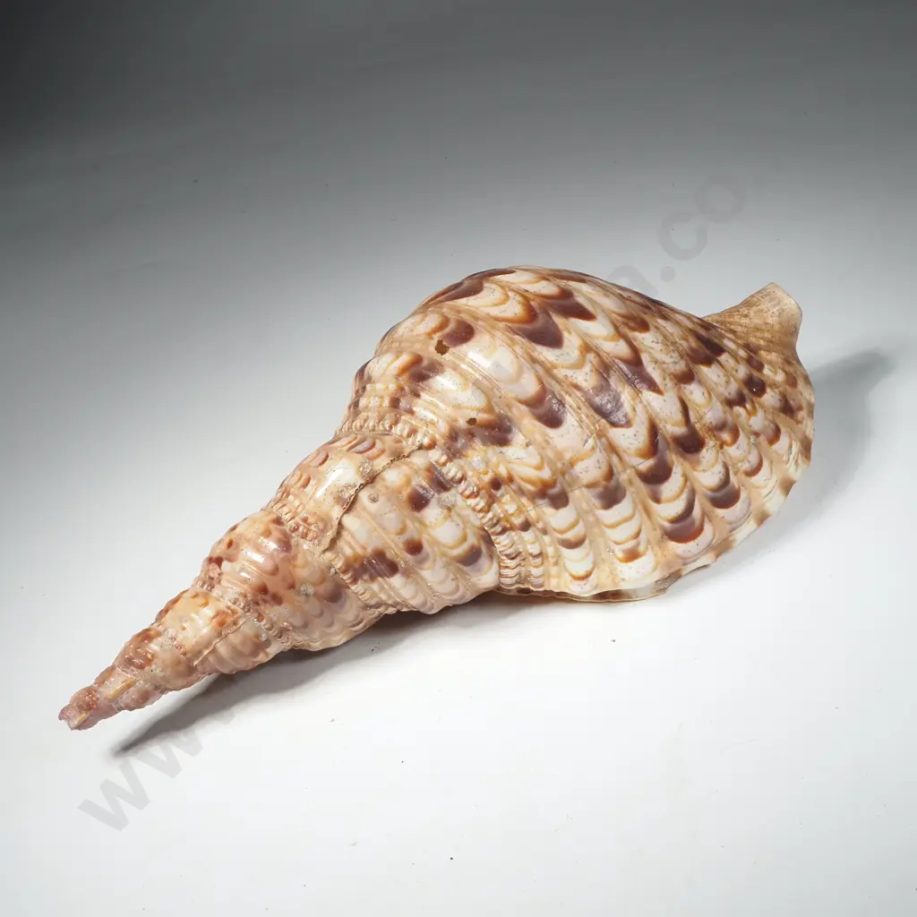 Seashell Charonia Tritonis, Commonly Known as a Triton's Trumpet Image 1++
